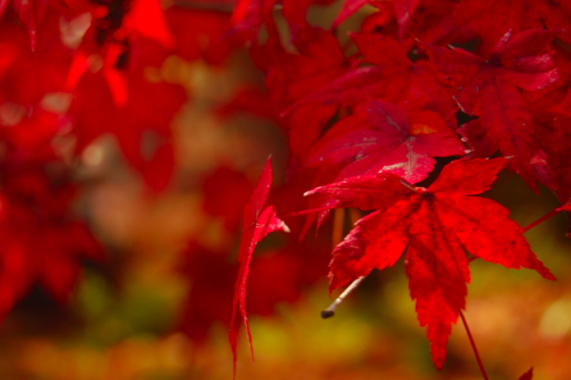 柳津町紅葉