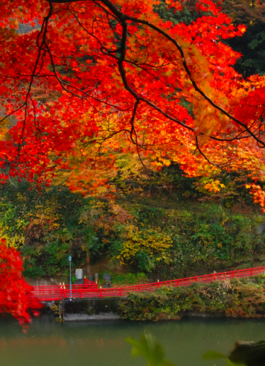 柳津町紅葉