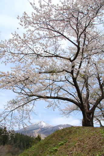 亀ヶ城の桜