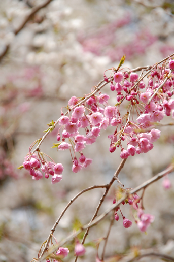 亀ヶ城の桜